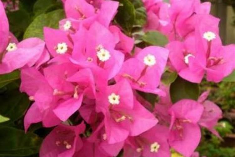 三角梅有花蕾后怎样浇水,施肥