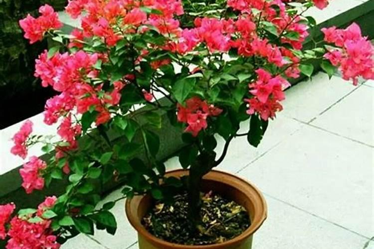 三角梅不施肥想开花不可能