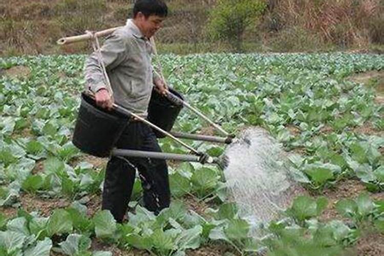 番茄苗用水溶肥后需要马上浇水吗