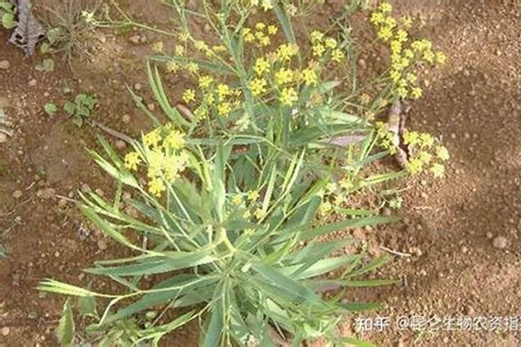 花生缺铁和缺钼很多人分不清,花生缺铁和缺钼的区别有哪些？