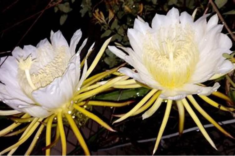昙花施什么肥最好
