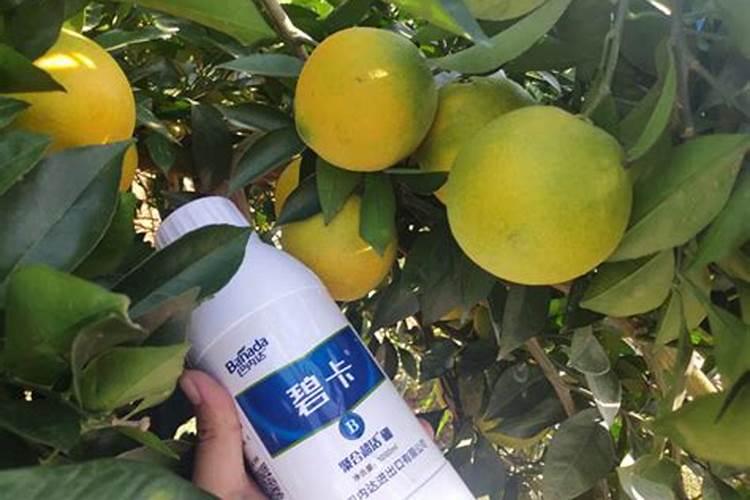 柠檬树叶子发黑怎么办