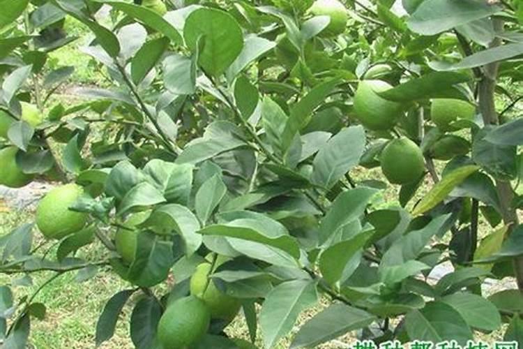 柠檬怎么施肥？