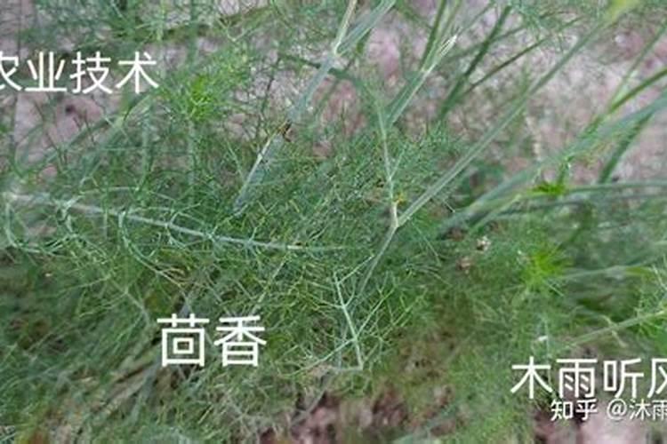 钾肥是哪种肥料 钾肥是什么肥料