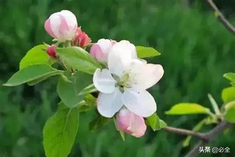 盆栽茉莉花怎么施肥