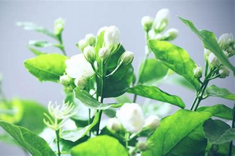 茉莉花干叶掉叶,和养护不好有关系,如何才能养护好呢？