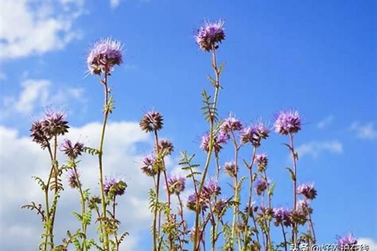 花卉叶面肥多久喷一次比较好 叶面肥打多了有害吗