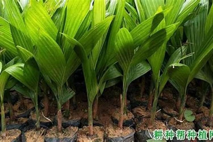 香蕉皮怎么做肥料养花肥料不稀释能浇苏铁吗