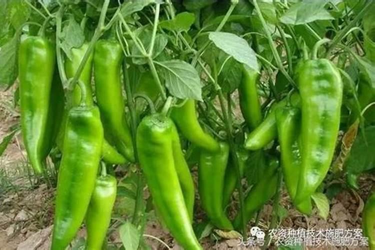 请问诸位专家辣椒打硼肥有啥作用