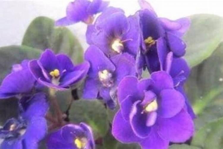建兰什么时候用磷酸二氢钾催花(叶面施肥好还是浇灌好)