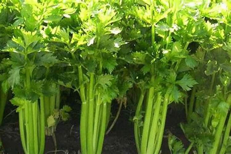 栀子花施什么肥好