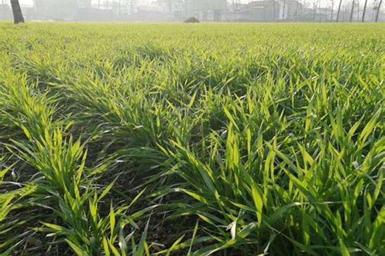 钙镁磷肥怎样用效果好 钙镁磷肥使用注意事项有哪些