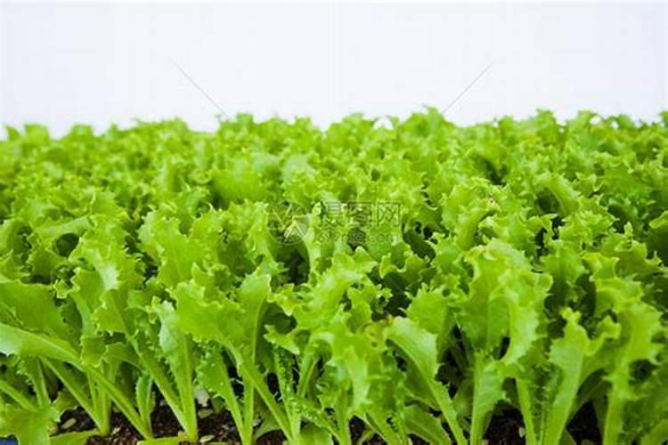 甜叶菊具有什么用途 应该怎么种