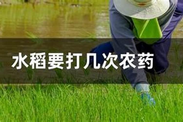 富硒叶面肥怎样喷水稻可以产富硒大米