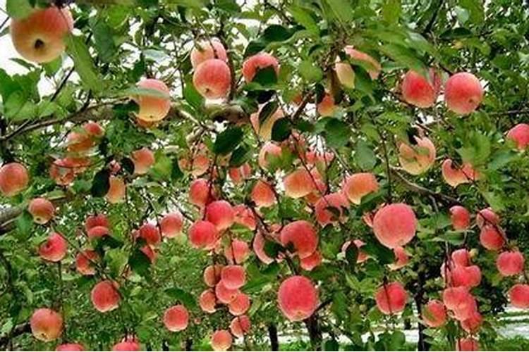 花生施磷肥可以浇水灌根吗？