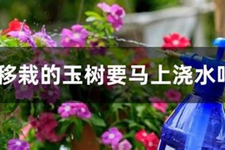 碗莲叶子为什么要飘在水面上