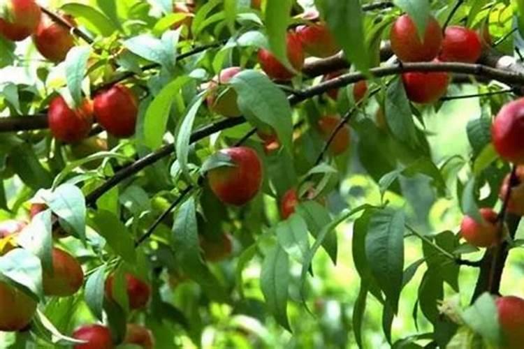 瓜果蔬菜叶面肥的正确使用方法(什么时候打叶面肥好)