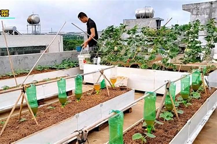 尿素可以喷施叶面肥吗