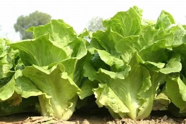 结球生菜在种植的时候,为什么不结球