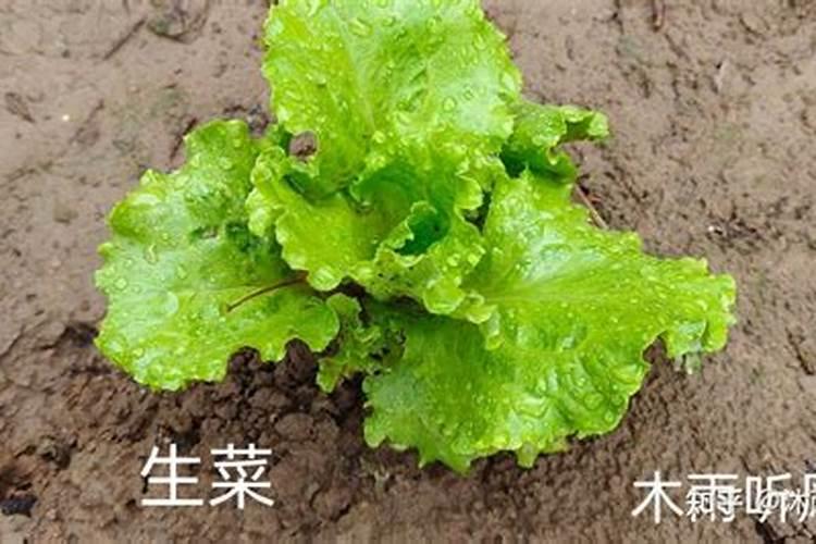 水培植物的营养液的成分是什么？