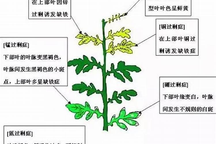 什么肥可促进花芽分化