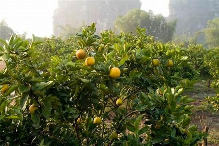 硫基肥是什么肥料