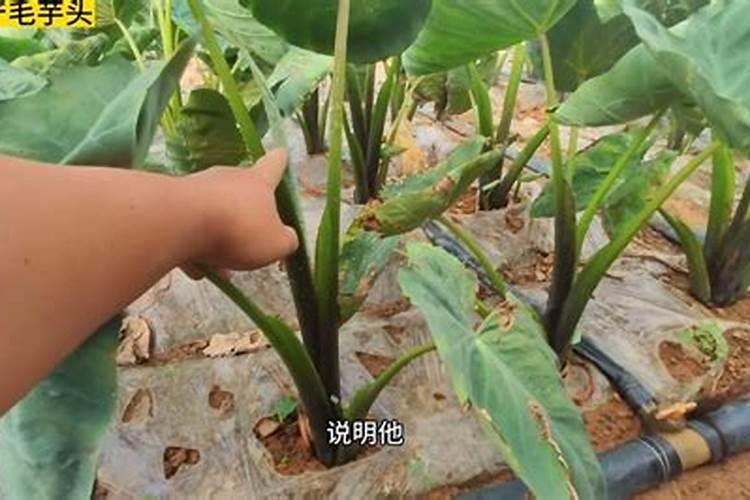 水培红掌怎样才能开花