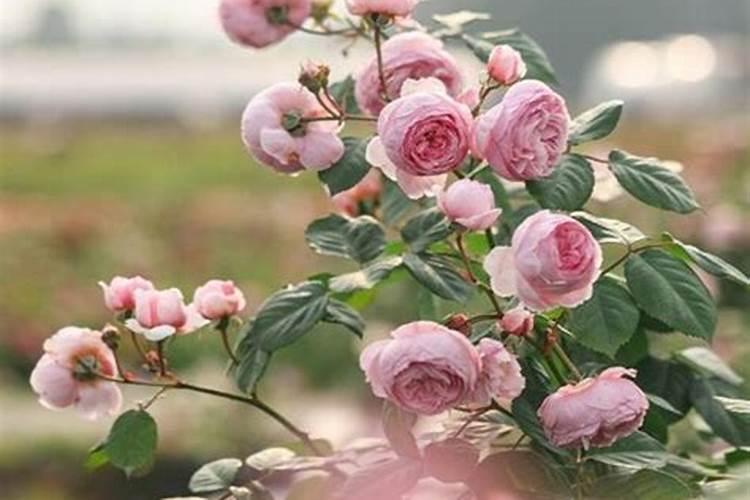 月季花上什么肥好