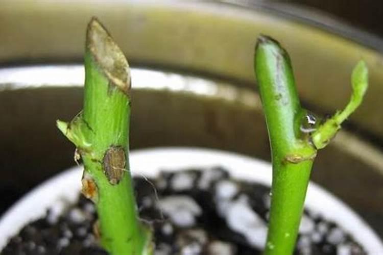 月季花施肥施什么肥料 养护方法及注意事项