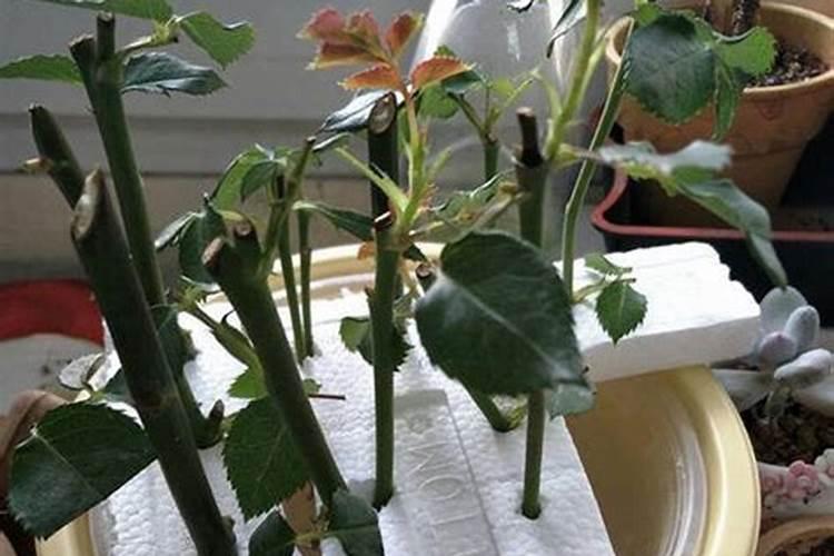 养月季哪种肥料效果更好,生长更旺盛？