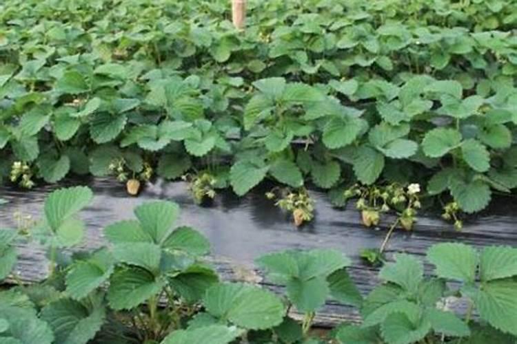 种草莓要施什么肥料才长出又大又甜的果实？