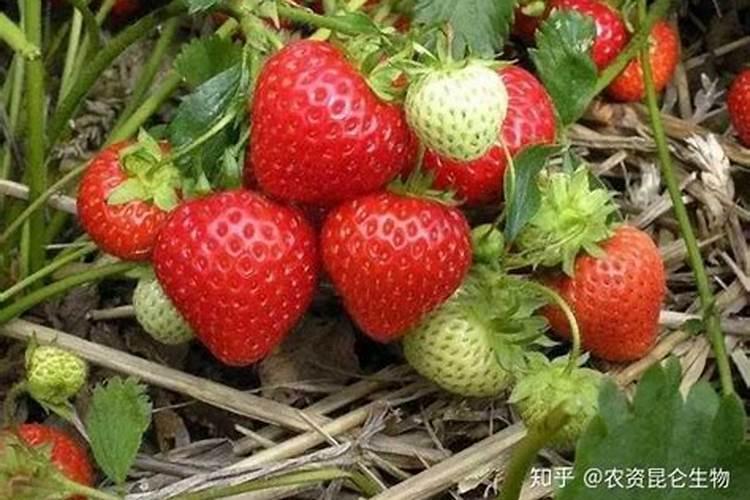 草莓要施什么肥啊