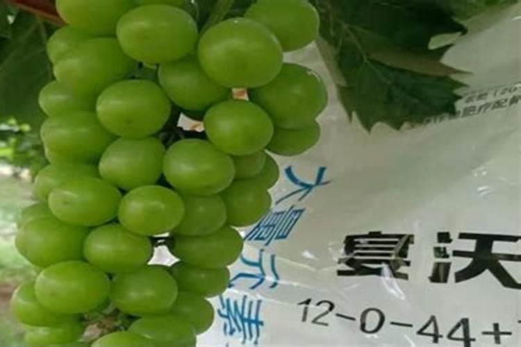 葡萄膨大期施肥诀窍