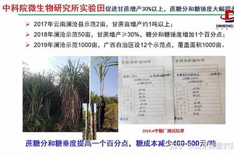枣树什么时候施肥