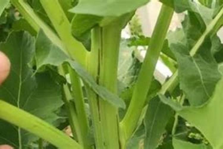 油菜叶面施肥时间及方法花卉百科