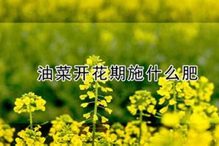 油菜用尿素做叶面肥浓度多少花卉百科
