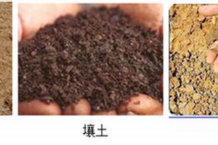 芸苔素喷玉米真的能增产吗(玉米喷施使用芸苔素最佳时间)