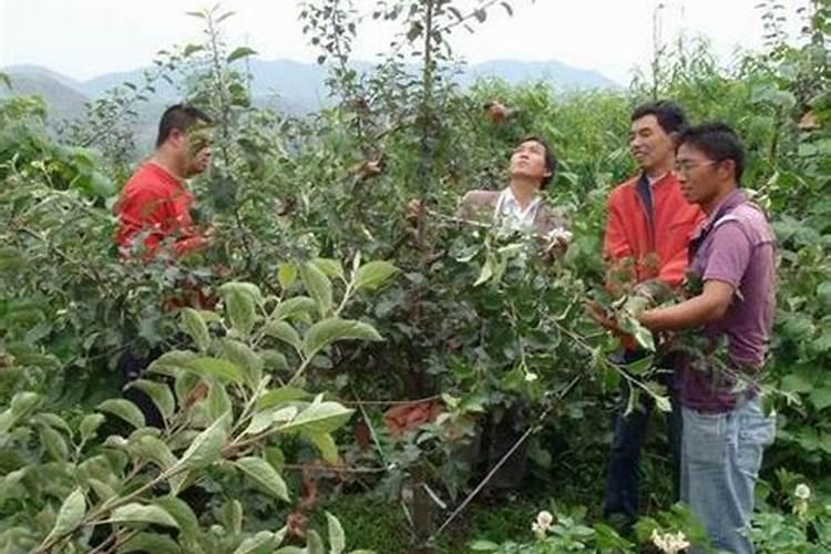黄瓜种植高产高质技巧,醋加白糖喷施黄瓜有什么好处