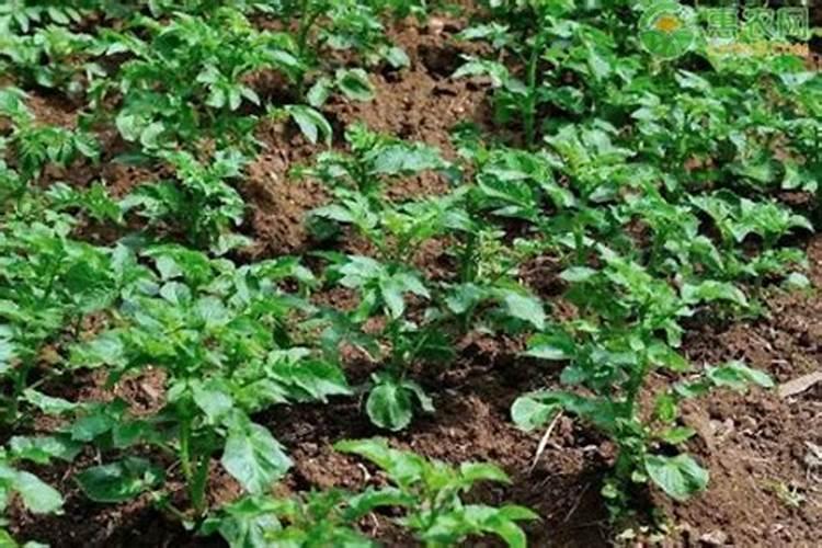 种植玉米时需不需要追肥？玉米在几叶追肥最好？
