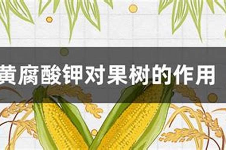 油菜开春后需不需要施肥