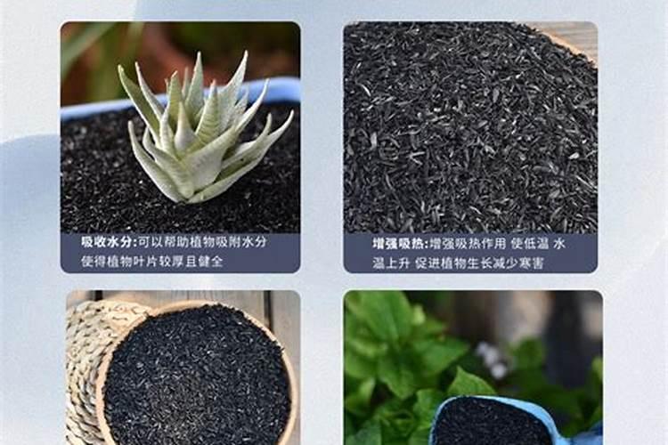 多肉植物需要什么肥料