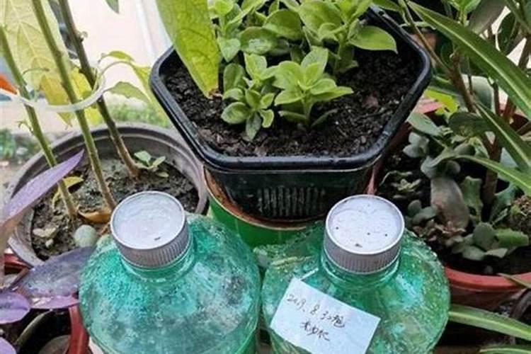 棉花花铃期施肥很重要,棉花花铃期怎么施肥？