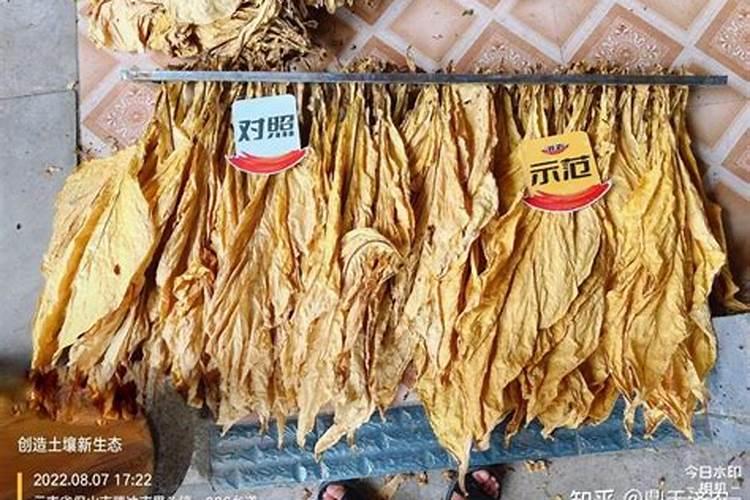 烟叶不落黄喷什么药