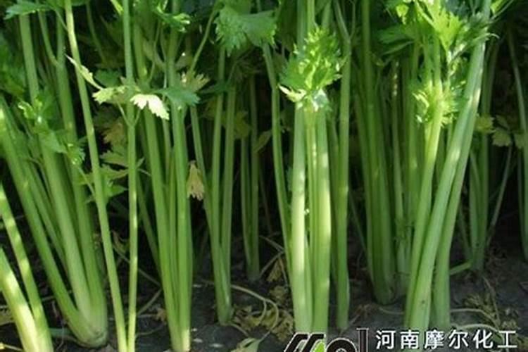 油菜花期管理与施肥