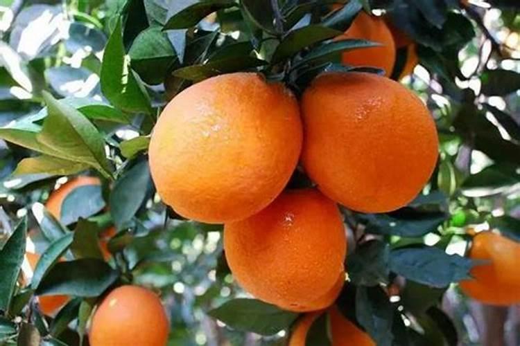 油菜开花期施什么肥
