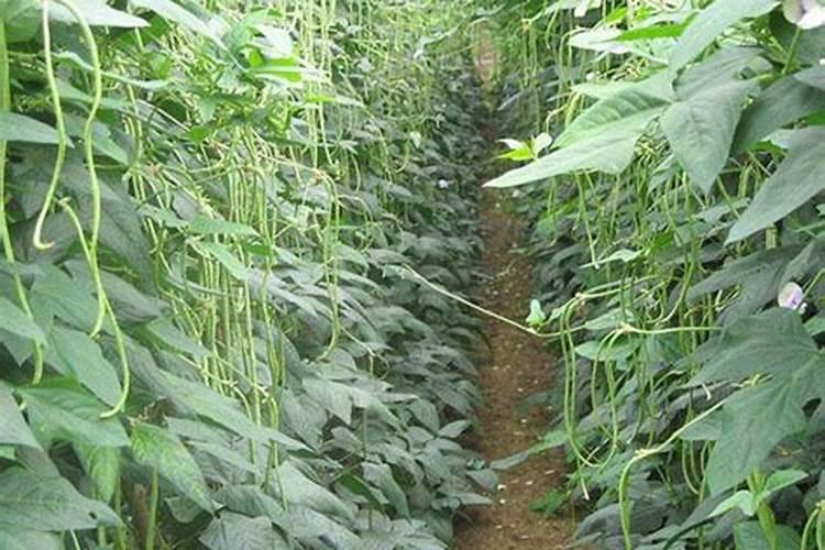 种植生菜缺钾时,植株都会有哪些特征？