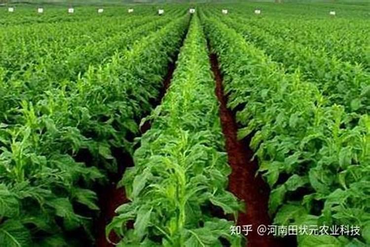 磷酸二氢钾+尿素+葡萄糖做叶面肥可喷施烟草吗？