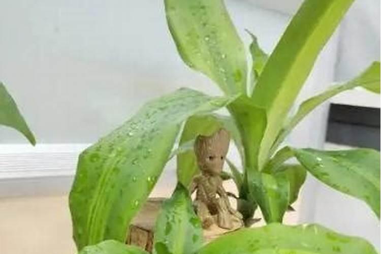 氮肥可以兑水浇花吗