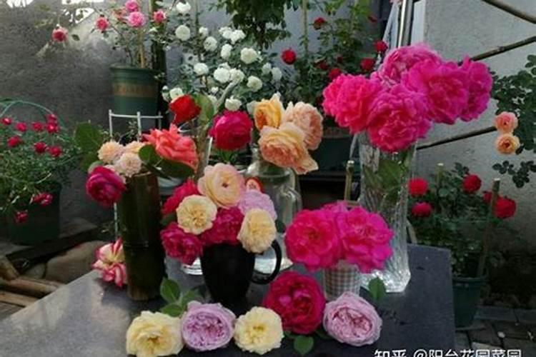 地喜家旺水稻灌浆叶面肥怎么样