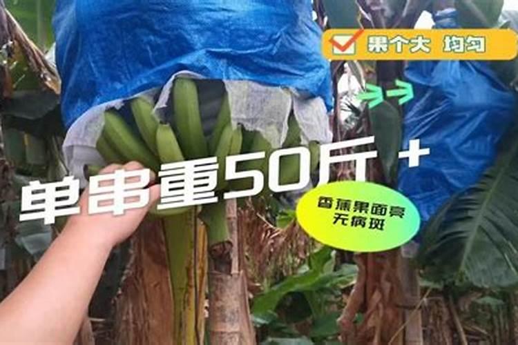 香蕉根系少用什么水溶肥好呢？